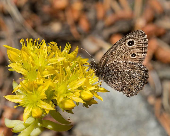 Great Basin Wood-Nymph