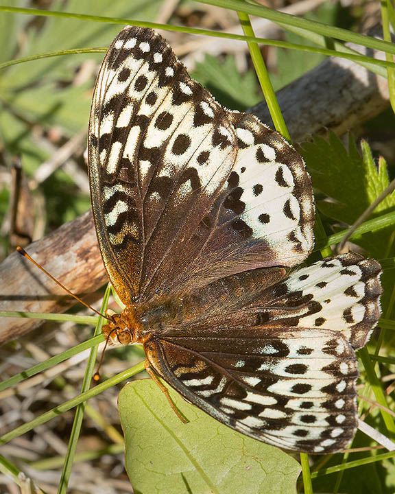 Great Spangled Fritillary