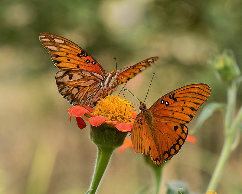 Gulf Fritillary