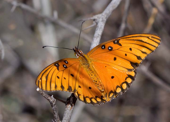 Gulf Fritillary