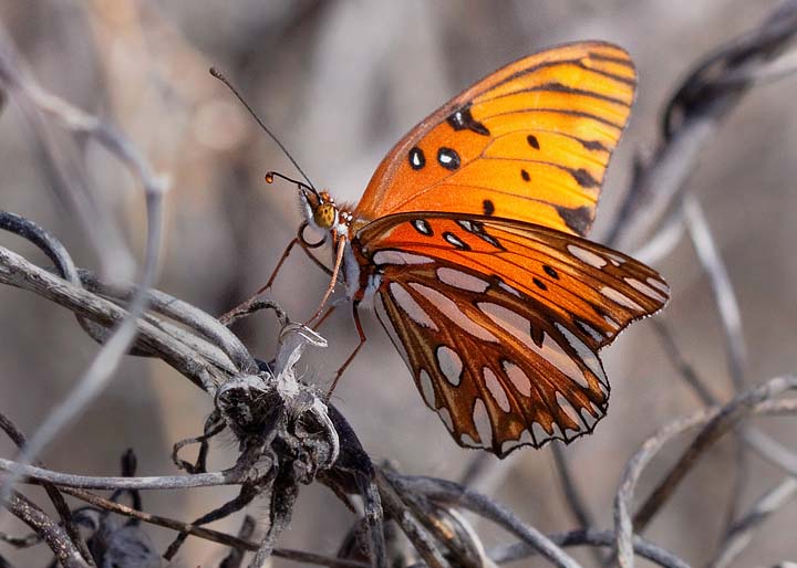 Gulf Fritillary