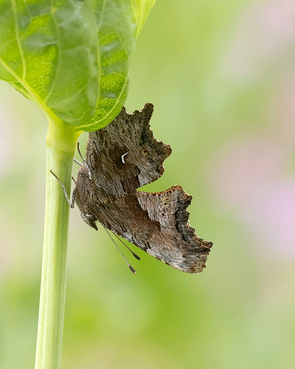 Hoary Comma