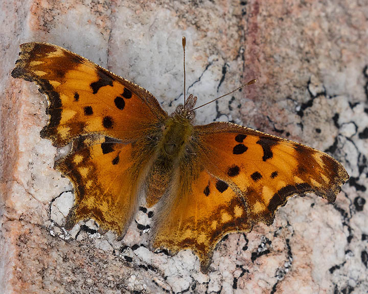 Hoary Comma