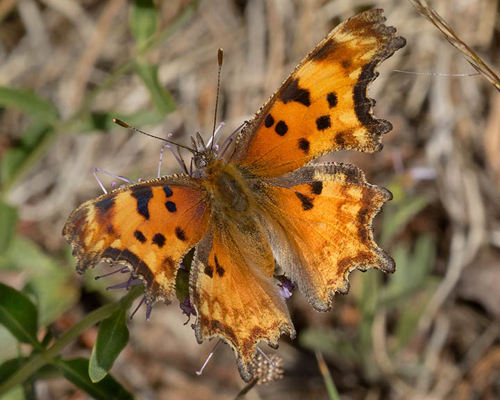 Hoary Comma