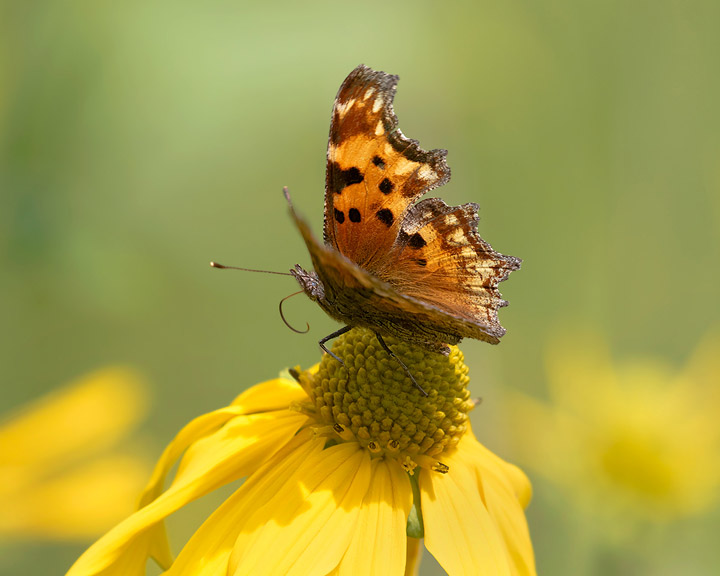 Hoary Comma