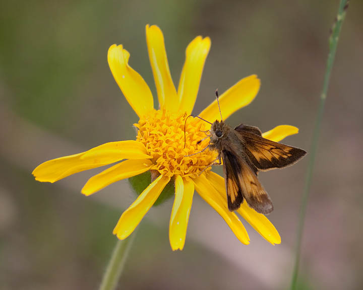 Hobomok Skipper