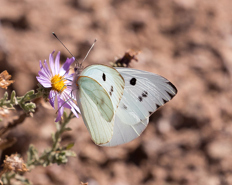 Howarth's White