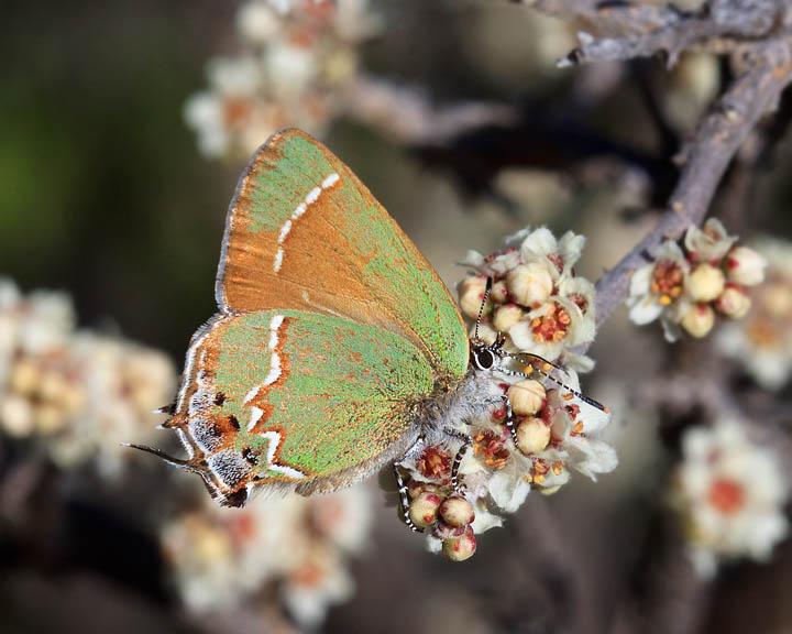 Juniper Hairstreak