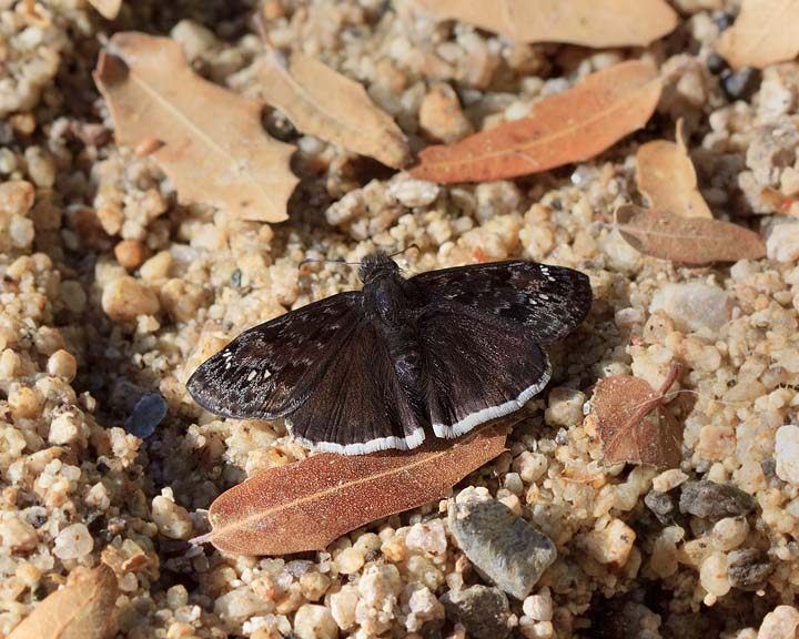 Juvenal's Duskywing