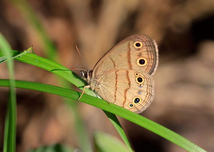 Little Wood-Satyr