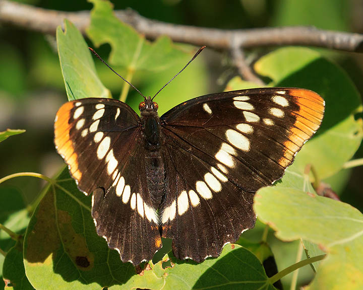 Lorquin's Admiral