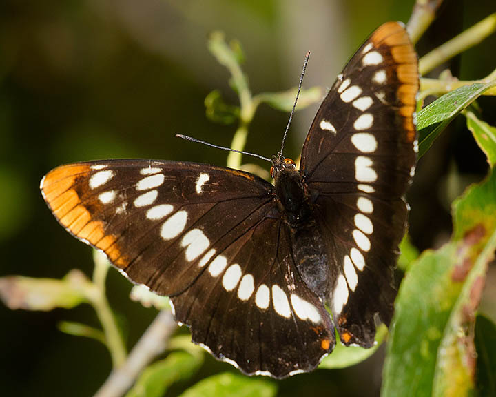 Lorquin's Admiral