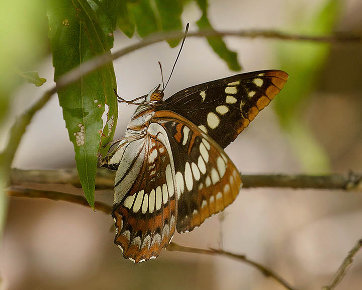 Lorquin's Admiral