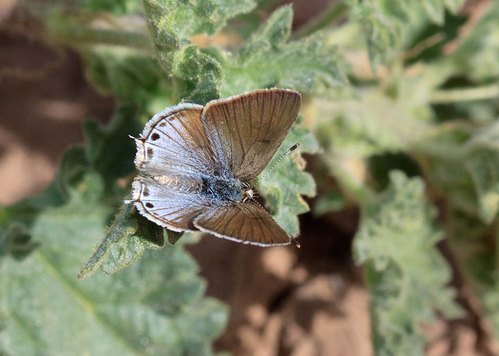 Mallow Scrub-Hairstreak