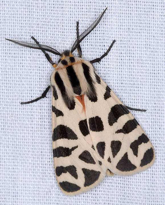 Mexican Tiger Moth