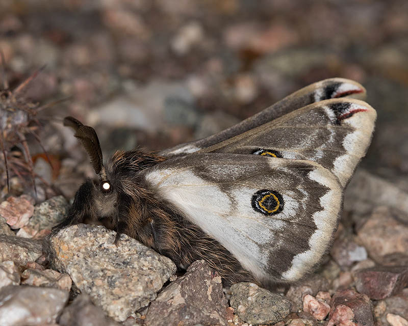 Mexican Agapema Moth