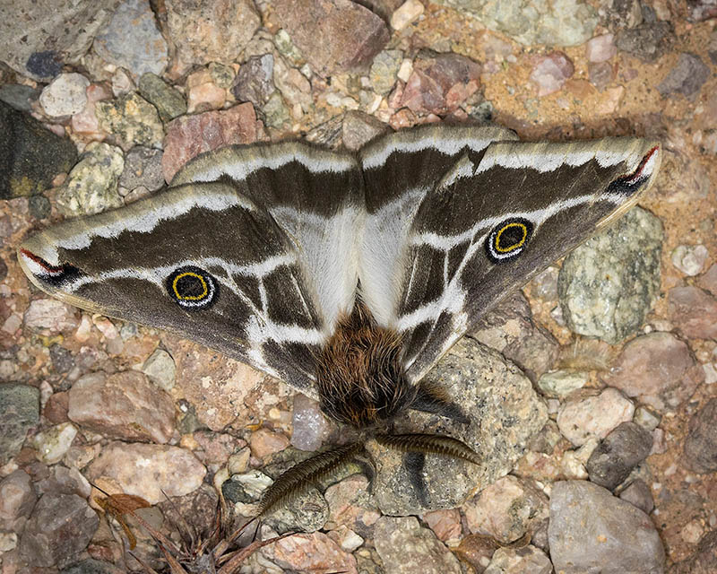 Mexican Agapema Moth