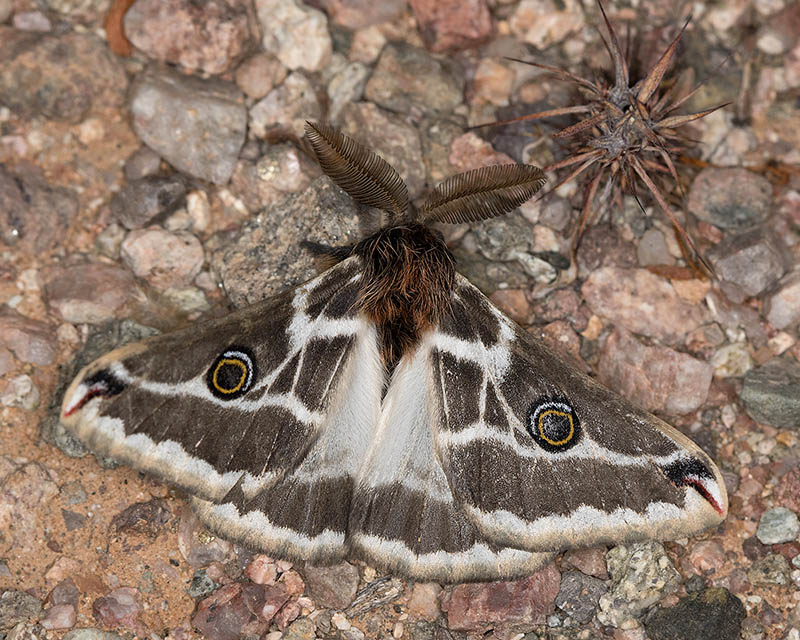 Mexican Agapema Moth