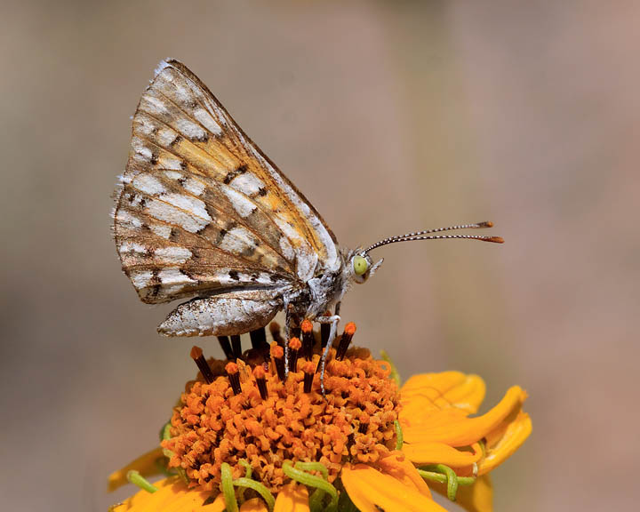 Mexican Metalmark