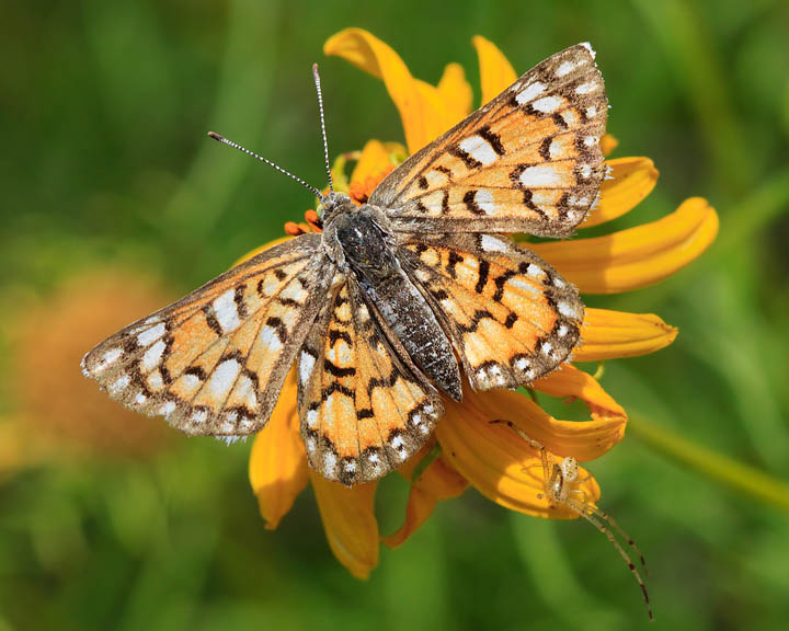 Mexican Metalmark