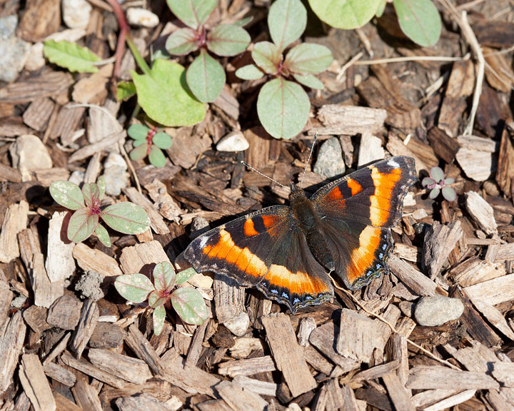 Milbert's Tortoiseshell