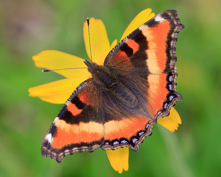 Milbert's Tortoiseshell