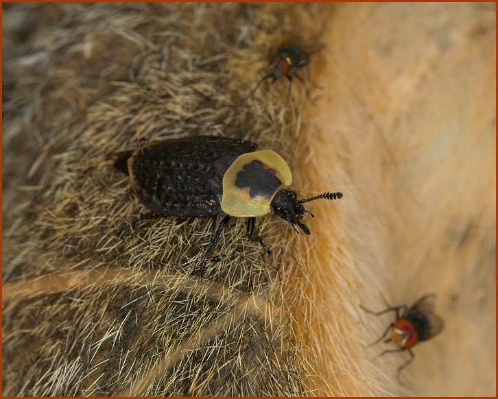 American Carrion Beetle