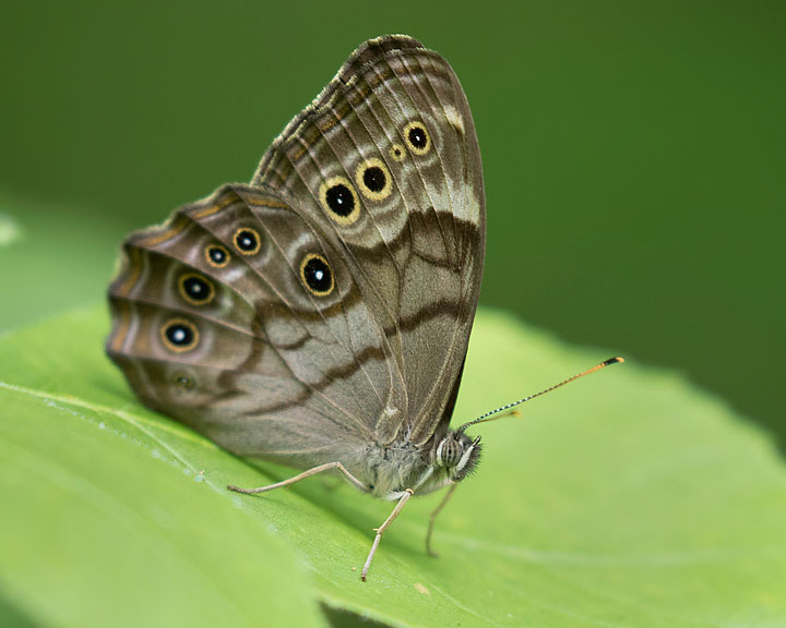 Northern Pearly Eye