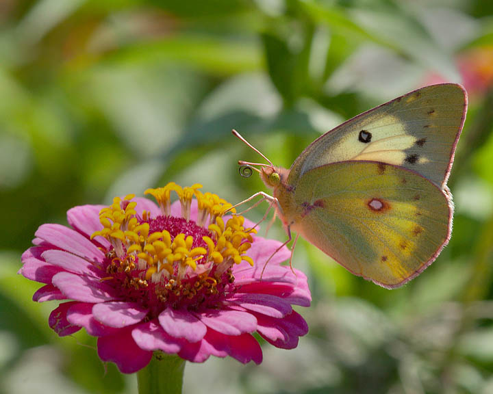 Orange Sulphur