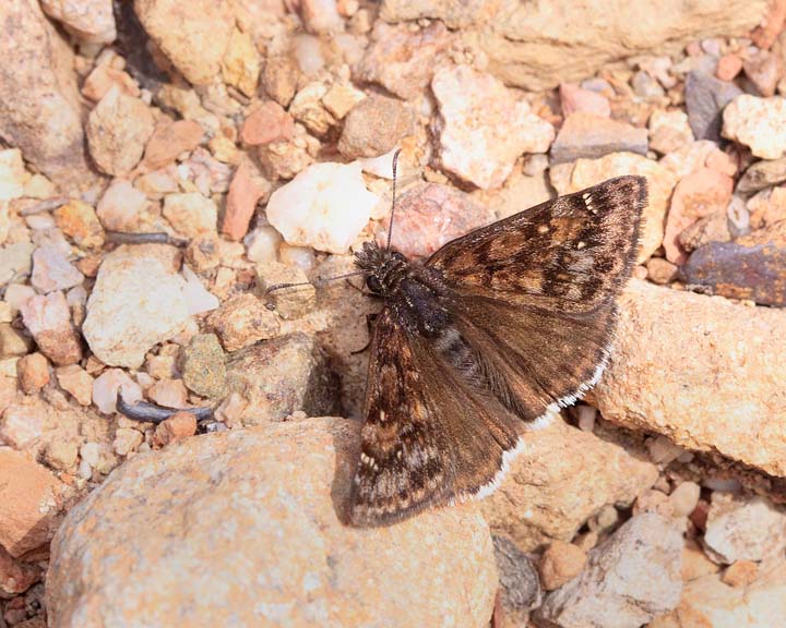 Pacuvius Duskywing