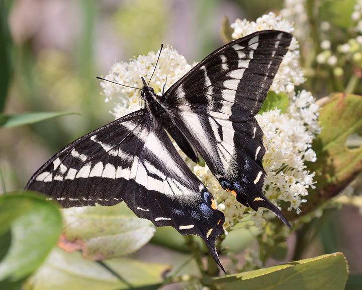 Pale Swallowtail