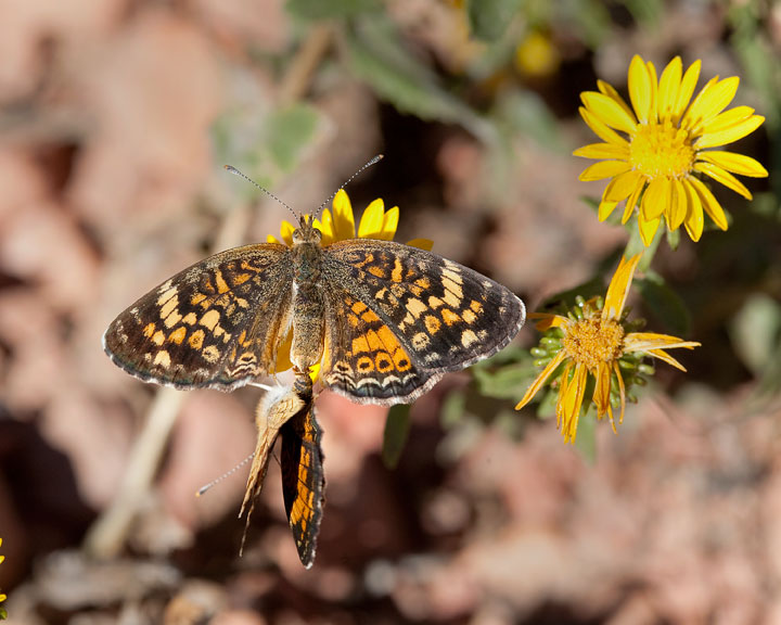 Pearl Crescent