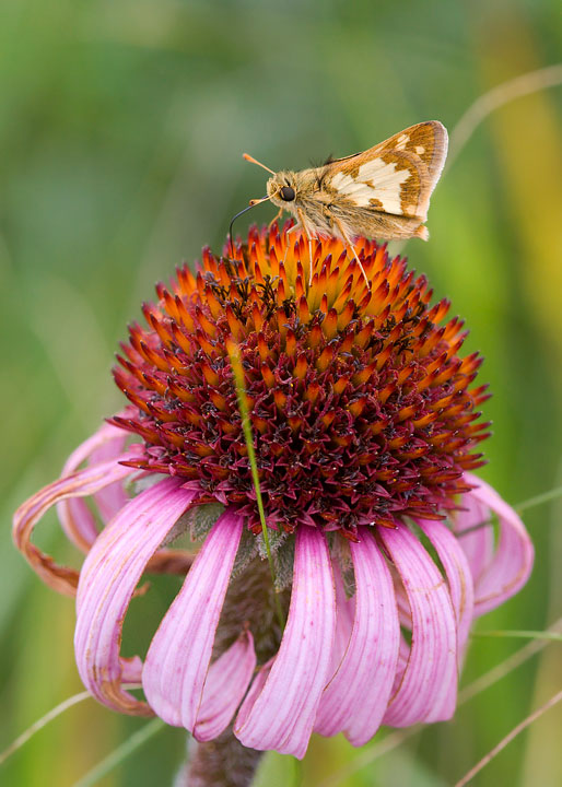 Peck's Skipper