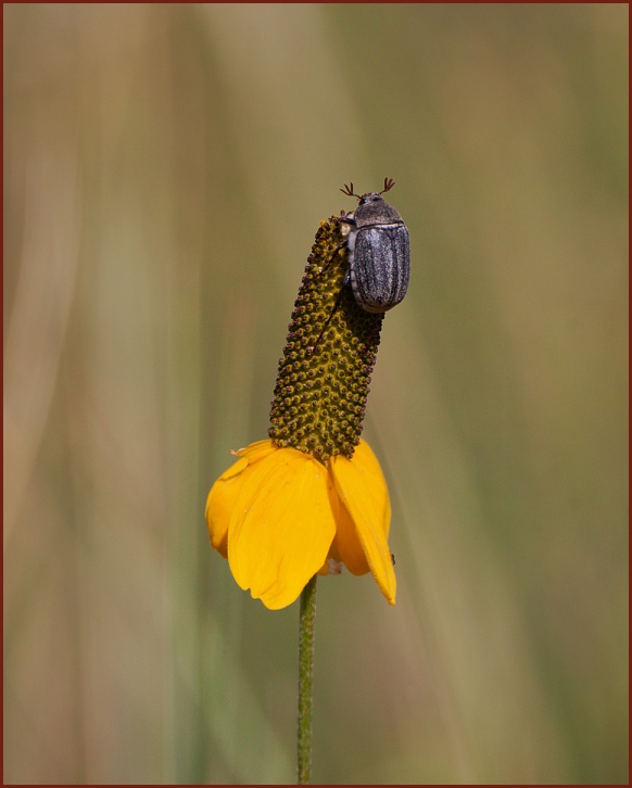 Phyllophaga lanceolata