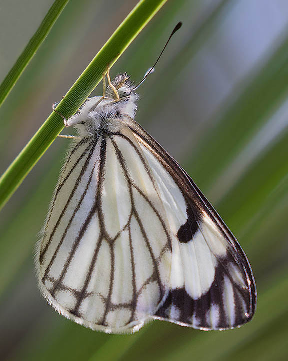 Pine White