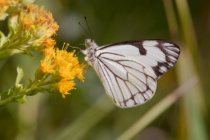 Pine White