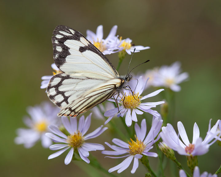 Pine White