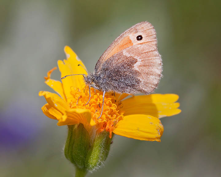 Common Ringlet