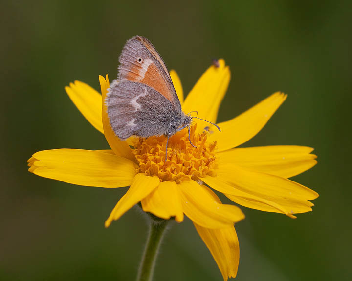 Common Ringlet