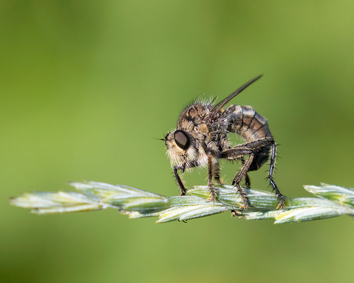 robber fly