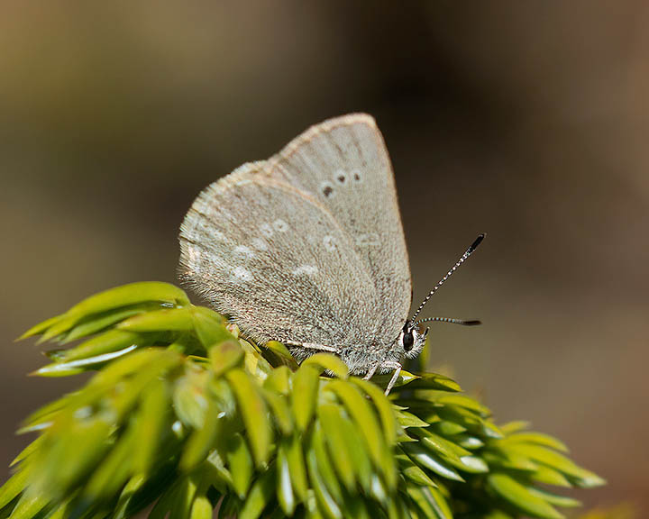 Sagebrush Sooty Hairstreak 