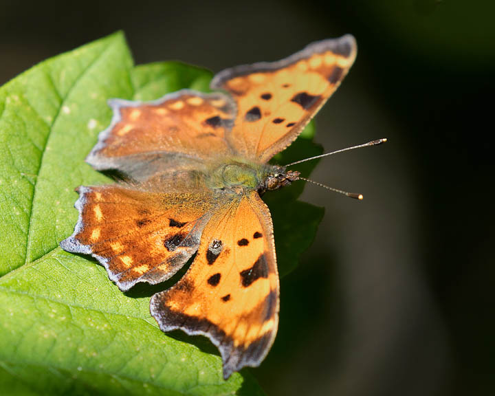 Satyr Comma