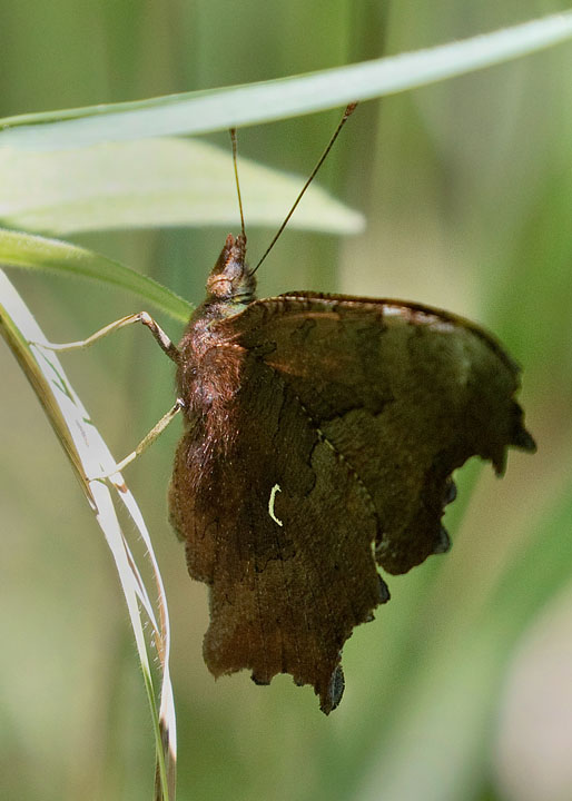 Satyr Comma