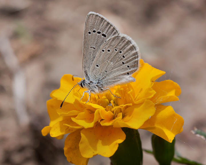 Silvery Blue