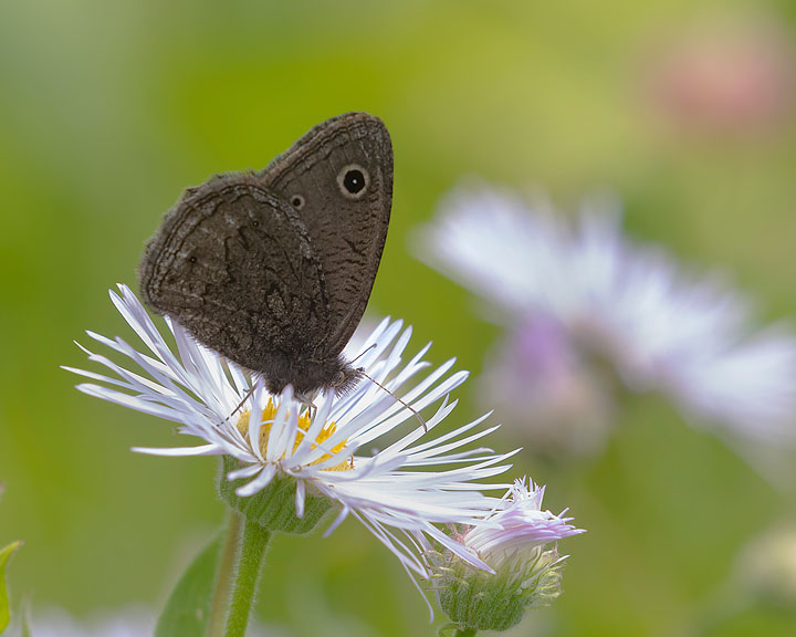 small wood-nymph