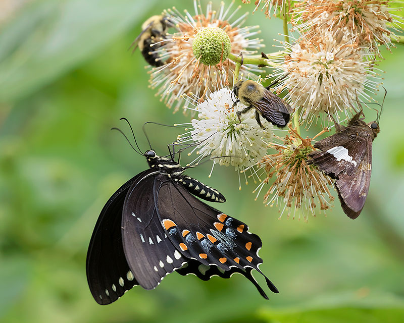 Spicebush Swallowtail