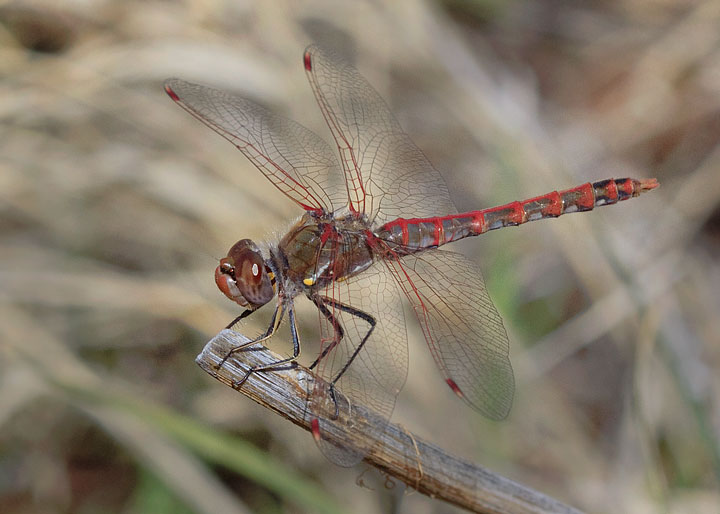 Variegated Meadowhawk