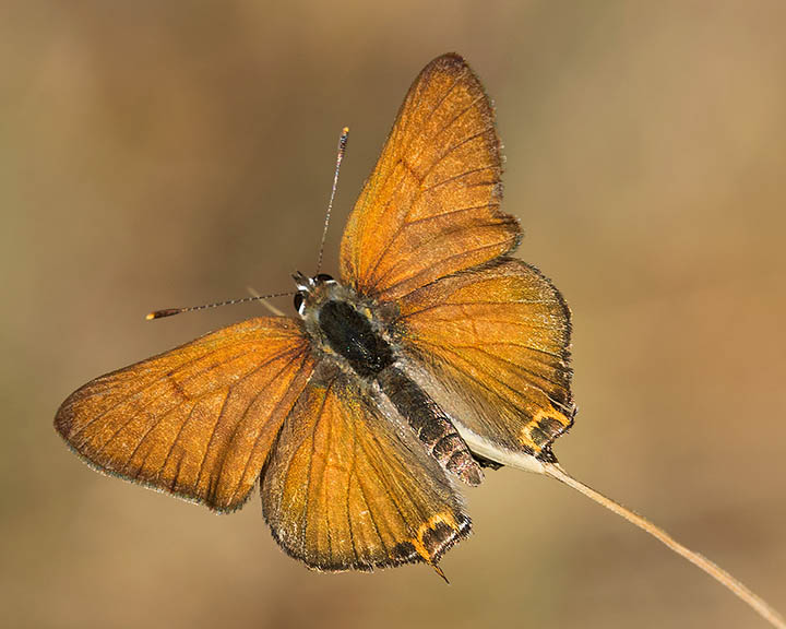 Tailed Copper