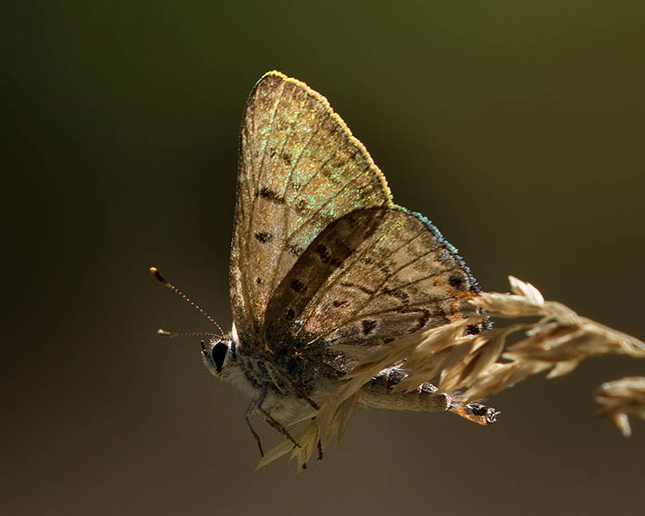 Tailed Copper