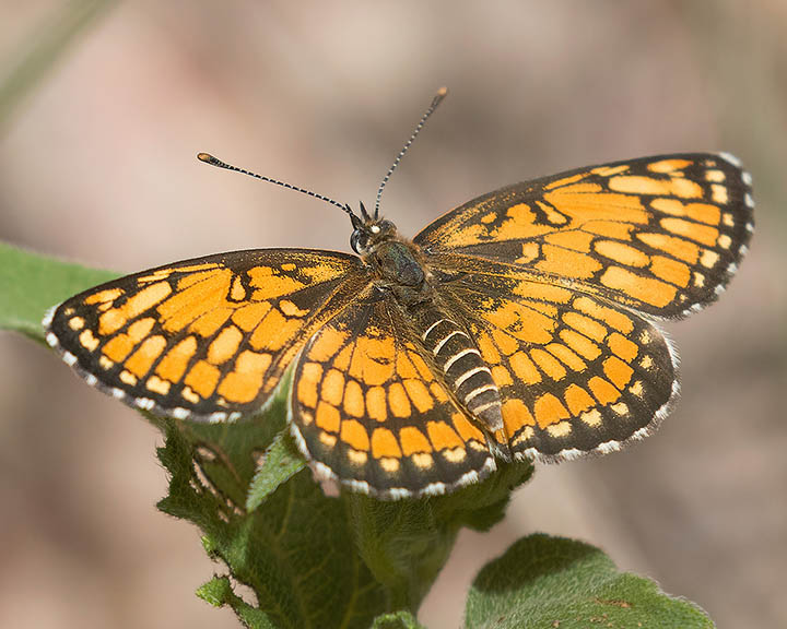 Theona Checkerspot